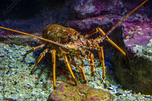 Rock lobster, photographed in an aquarium in South Africa.