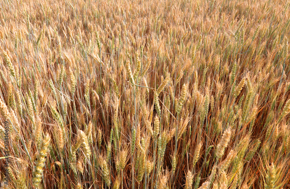 ripe ears of golden wheat ripe in early summer ready for harvest ripe ears of golden wheat ripe in early summer ready for harvest
