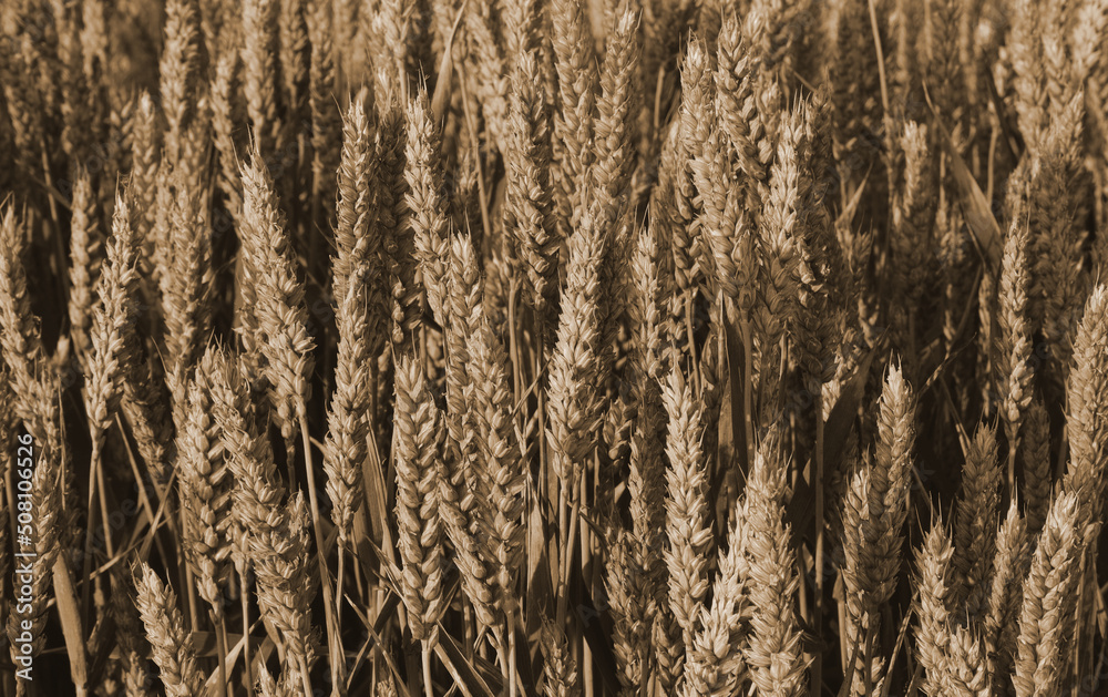 background of ripe ears of wheat in the cultivated field ready to early summer harvest background of ripe ears of wheat in the cultivated field ready to early summer harvest