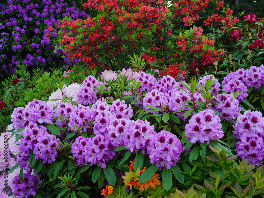 Obraz premium Wunderschöner Hintergrund mit blühenden Rhododendron Pflanzen in verschiedenen Farben