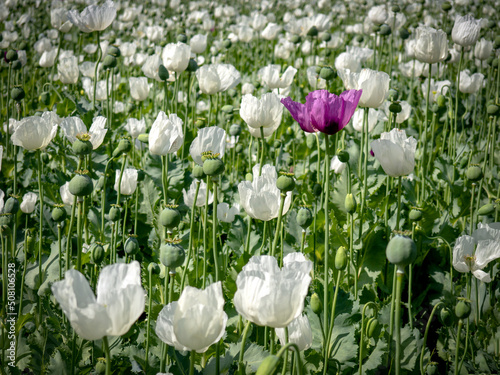 A purple poppy in a field of white poppies