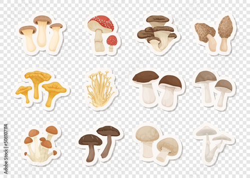 Vector Edible and Poisonous Inedible Mushrooms. Stickers with Hand Drawn Cartoon Mushrooms. Different Mushrooms Isolated. Fly Agaric, Champignon, Death Cap, Shiitake, Enoki, King Trumpet, Bolete