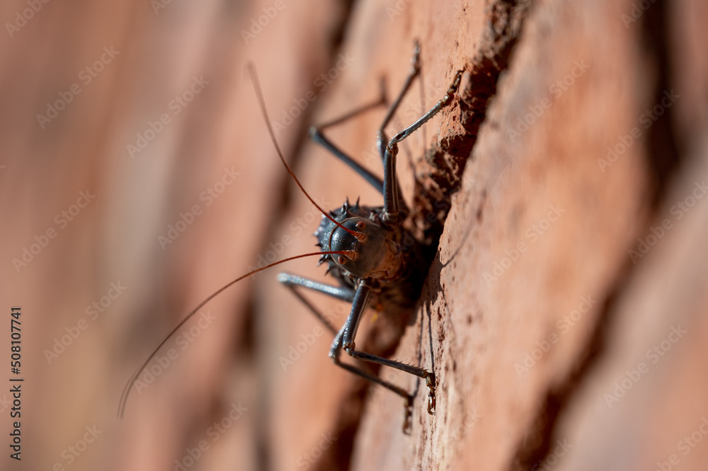 Close up of Acanthoplus discoidalis cricket on a brick wall Close up of Acanthoplus discoidalis cricket on a brick wall