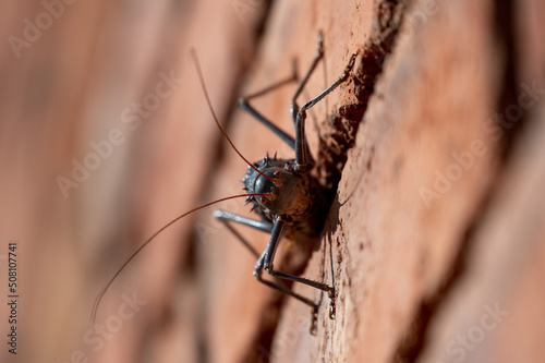 Close up of Acanthoplus discoidalis cricket on a brick wall