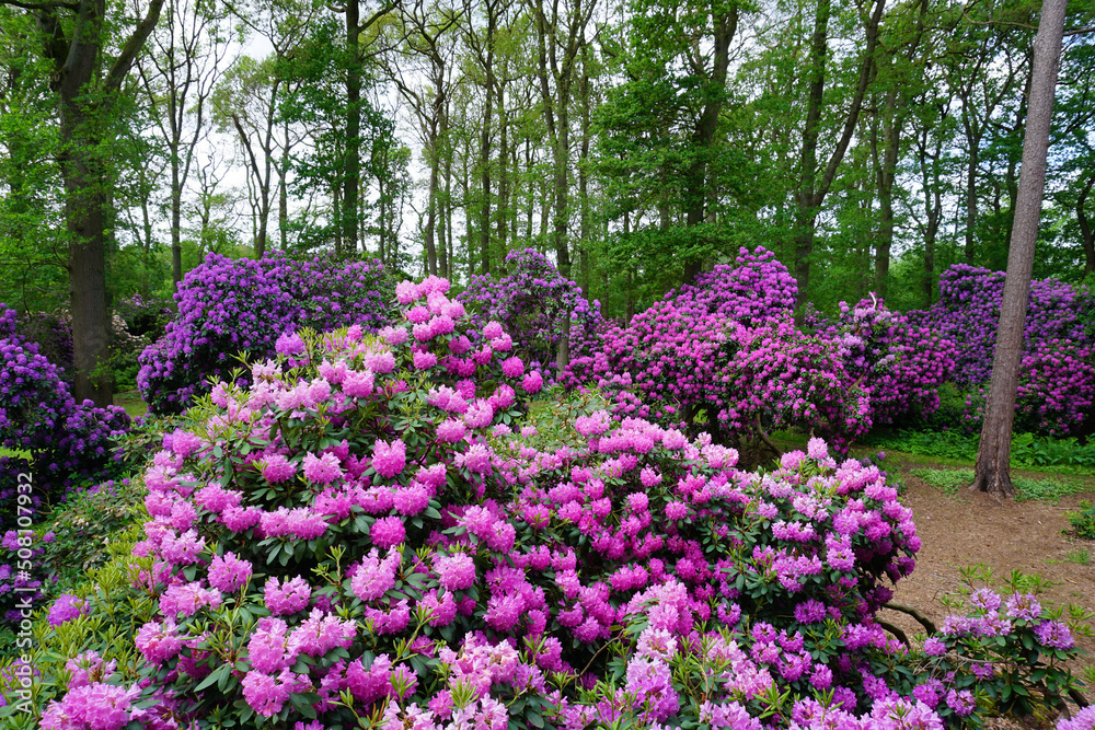 blühende Rhododendron Büsche im Wald im Mai blühende Rhododendron Büsche im Wald im Mai