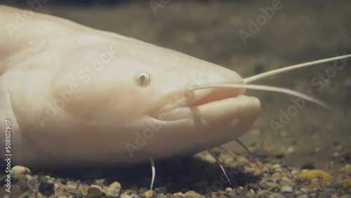 Wels catfish white variant (Silurus glanis var. albinosasa) fish portrait underwater photo