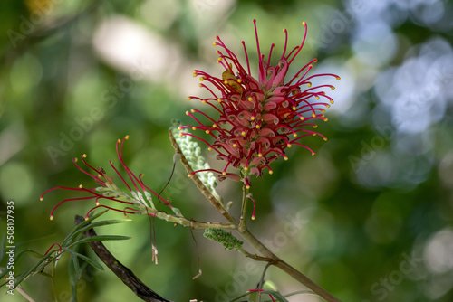A vibrant Grevillea superb flower. A australian native red flower also found in the Midwest of Brazil. Species Grevillea banksii. Amazing nature.