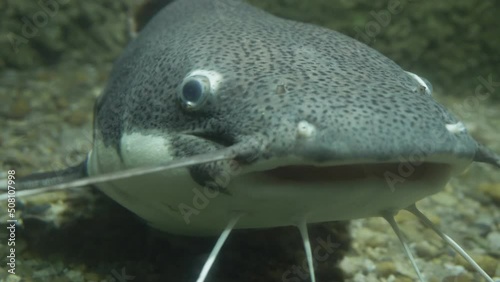 Redtail catfish (Phractocephalus hemioliopterus) close-up portrait underwater photo