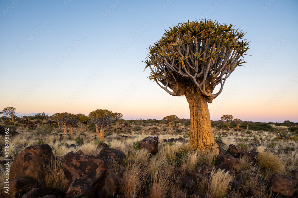 Quiver Tree Forest near Keetmanshoop, Namibia. Topography of arid regions in Africa. Quiver Tree Forest near Keetmanshoop, Namibia. Topography of arid regions in Africa.