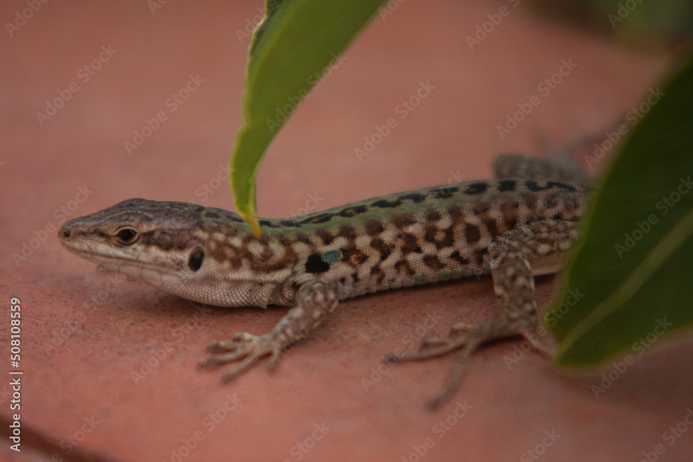 Little lizard resting on the balcony railing on a sunny summer day in Calabria, Italy.