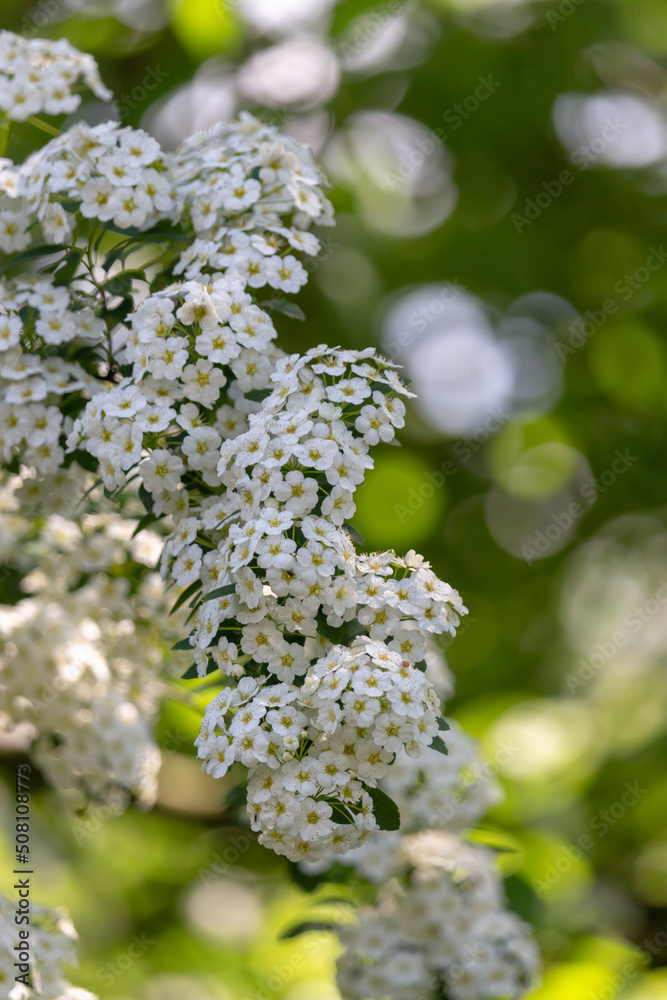 Beautiful blooming branch with tiny white flowers. The garden in May. Beautiful blooming branch with tiny white flowers. The garden in May.