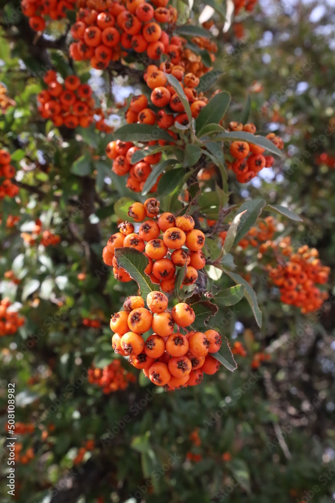 cluster of orange berries