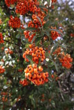 cluster of orange berries