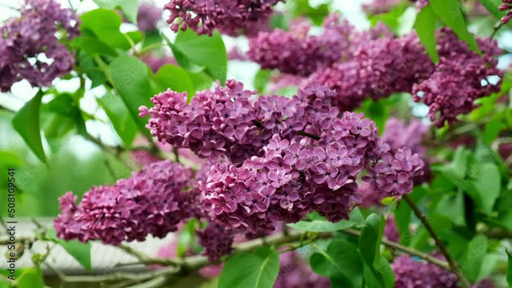 Spring, beautiful purple lilac grove in the garden and sways in the wind. close-up HD Slow mo. Spring, beautiful purple lilac grove in the garden and sways in the wind. close-up HD Slow mo.