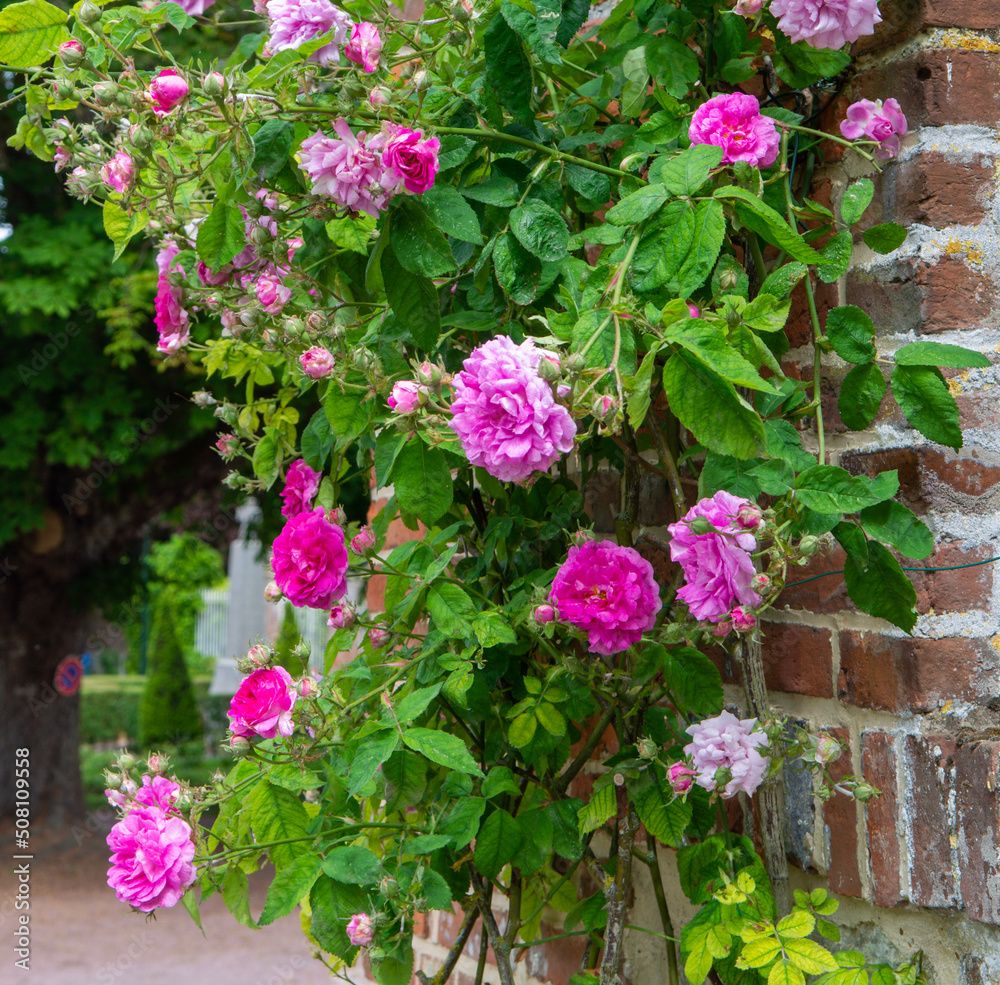 Blossom of fragrant colorful roses on narrow streets of small village Gerberoy, Normandy, France Blossom of fragrant colorful roses on narrow streets of small village Gerberoy, Normandy, France