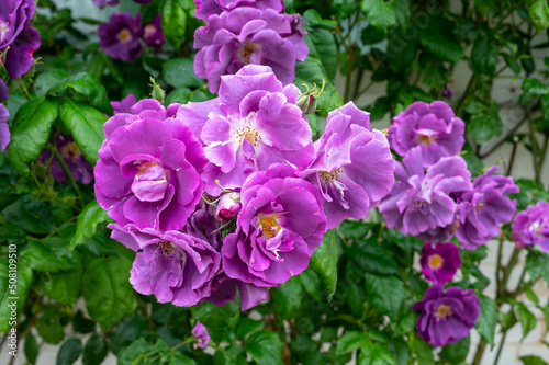 Fototapeta Naklejka Na Ścianę i Meble -  Blossom of fragrant colorful roses on narrow streets of small village Gerberoy, Normandy, France