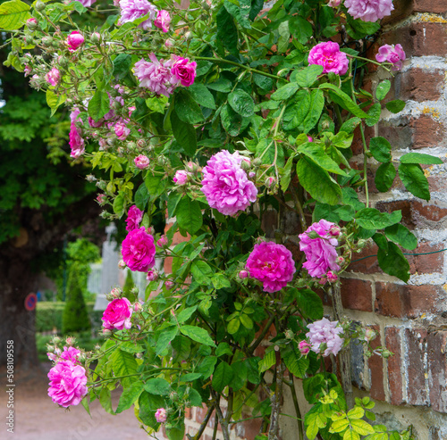 Fototapeta Naklejka Na Ścianę i Meble -  Blossom of fragrant colorful roses on narrow streets of small village Gerberoy, Normandy, France