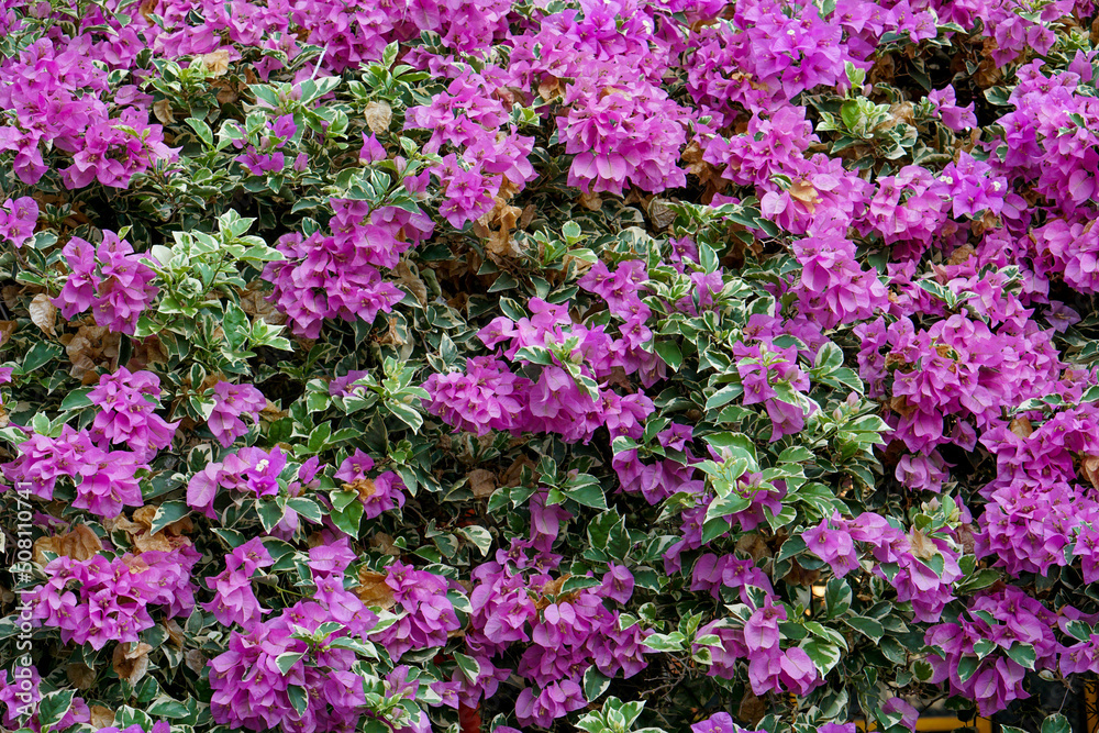 Pink Bougainville Flowers with green leaves 
