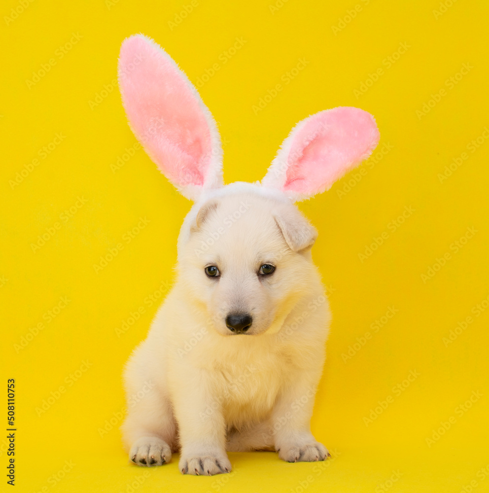 little puppy dressed up in bunny ears little puppy dressed up in bunny ears