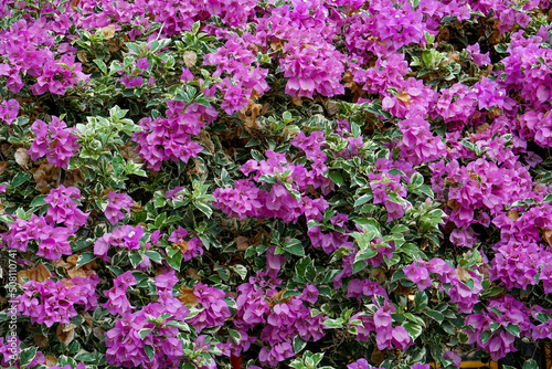 Pink Bougainville Flowers with green leaves 
