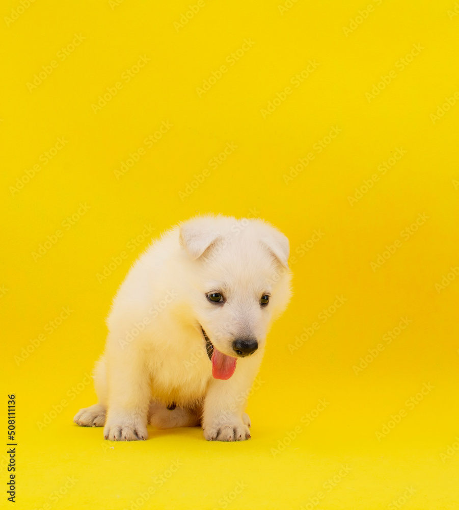 cute white puppy on isolated yellow background cute white puppy on isolated yellow background