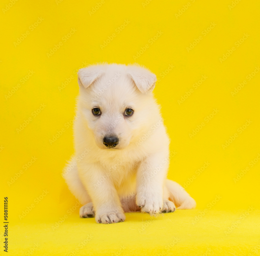 cute white puppy on isolated yellow background cute white puppy on isolated yellow background