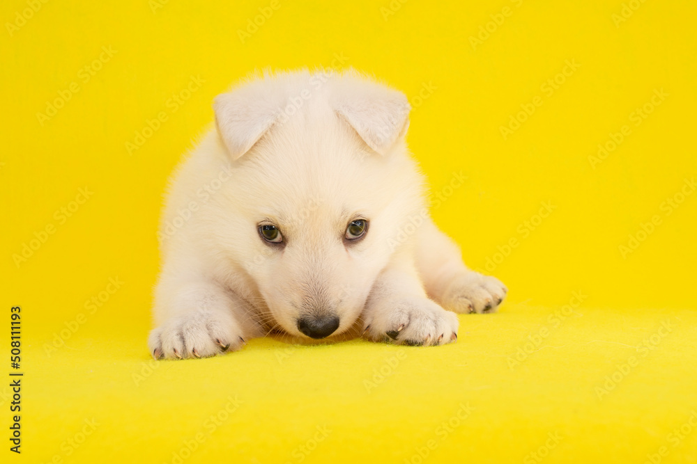 cute white puppy on isolated yellow background cute white puppy on isolated yellow background