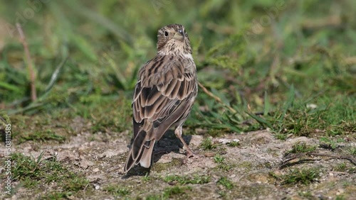 Corn bunting Miliaria calandra in the wild close up. photo