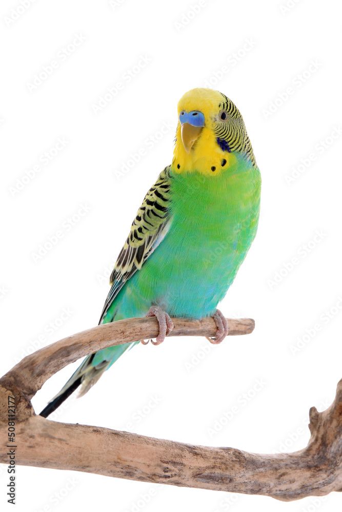 Fototapeta premium Beautiful parrot perched on branch against white background. Exotic pet