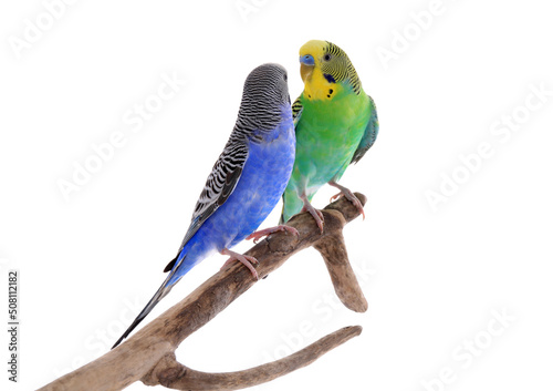 Two beautiful parrots perched on branch against white background. Exotic pets