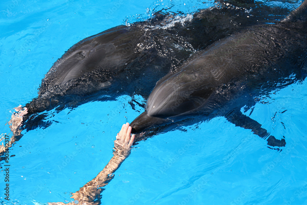Obraz na płótnie Trainer swimming with dolphins at marine mammal park w salonie
