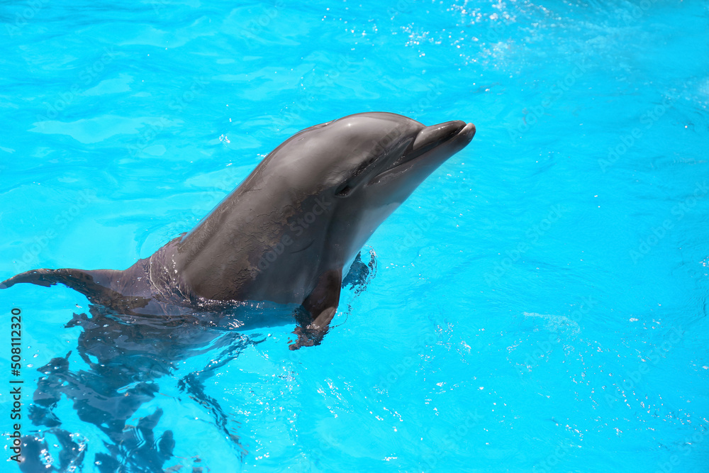 Obraz premium Dolphin swimming in pool at marine mammal park