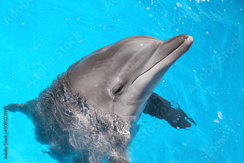 Dolphin swimming in pool at marine mammal park