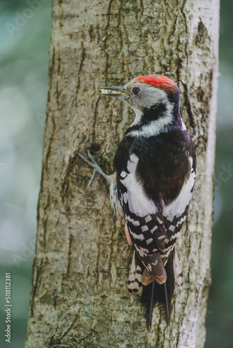 A young beautiful colored woodpecker is sitting on a tree close-up © lockyfoto