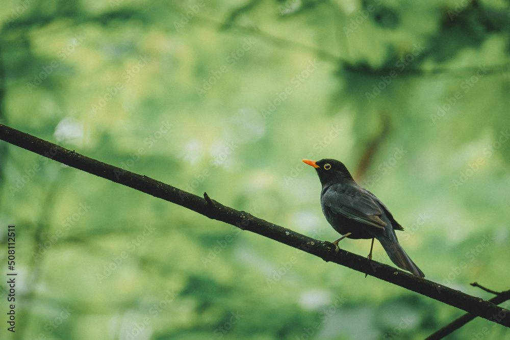 blackbird sitting in tree, leaves around it, closue up blackbird sitting in tree, leaves around it, closue up