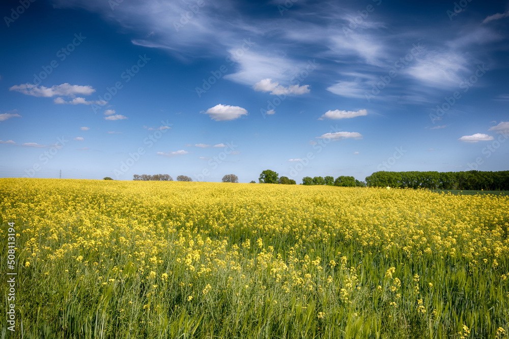The perfect landscape of fields in a sunny day with perfect clouds in the sky The perfect landscape of fields in a sunny day with perfect clouds in the sky
