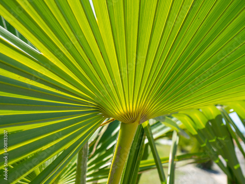 Rays of palm leaves against the backdrop of a sunny sky. Tropical plants. Beautiful background.