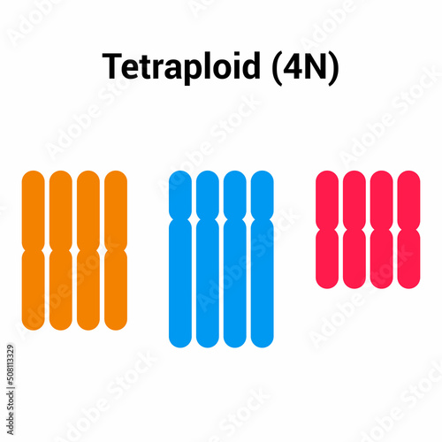 tetraploid (4n) types of polyploidy