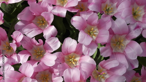 Colourfull blooming tulips in Spring. High quality photo