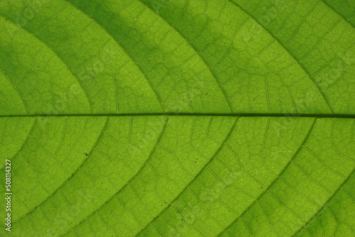 Green cacao Leaf texture with backlight light from behind
