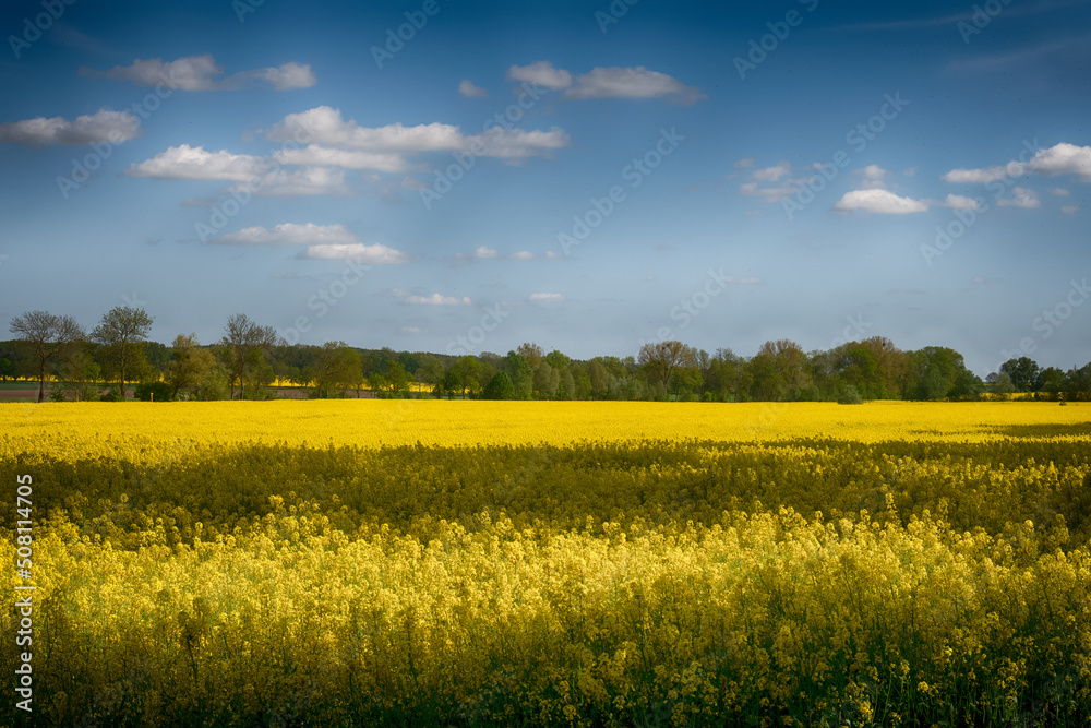 Fototapeta premium The perfect landscape of fields in a sunny day with perfect clouds in the sky
