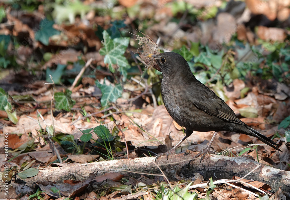 A female blackbird perching on a fallen branch carrying nesting materials in her beak. 