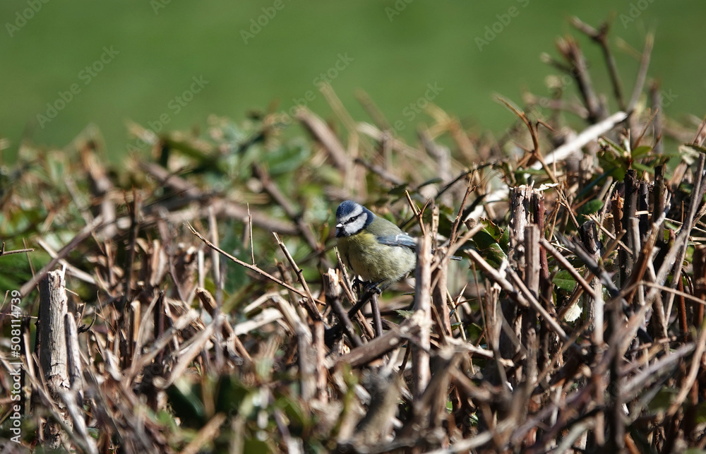 A selective focus shot of a blue tit perching in a hedge against a blurry green background. A selective focus shot of a blue tit perching in a hedge against a blurry green background.