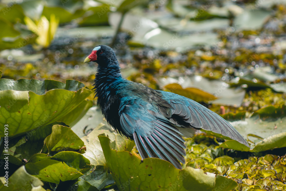 Hermosa tingua azul en humedal, bella Porphyrio martinica Hermosa tingua azul en humedal, bella Porphyrio martinica
