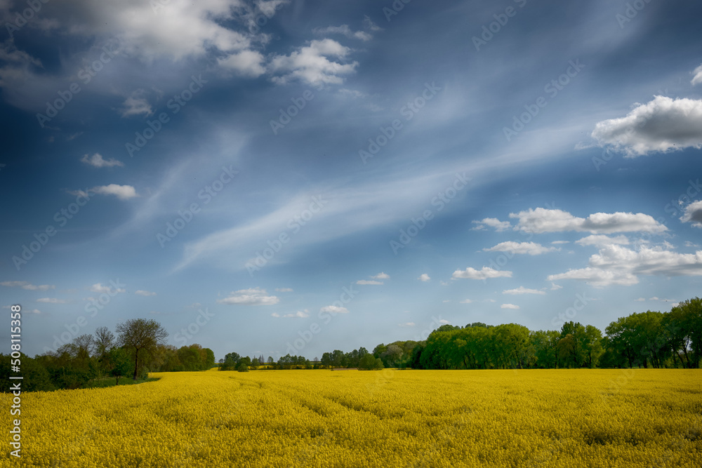 The perfect landscape of fields in a sunny day with perfect clouds in the sky