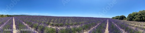 Lavender field in Provence, close to Valensole, France. . High quality photo