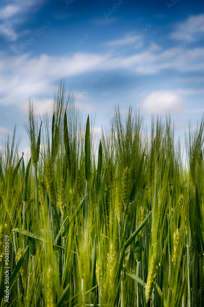 The perfect landscape of fields in a sunny day with perfect clouds in the sky The perfect landscape of fields in a sunny day with perfect clouds in the sky