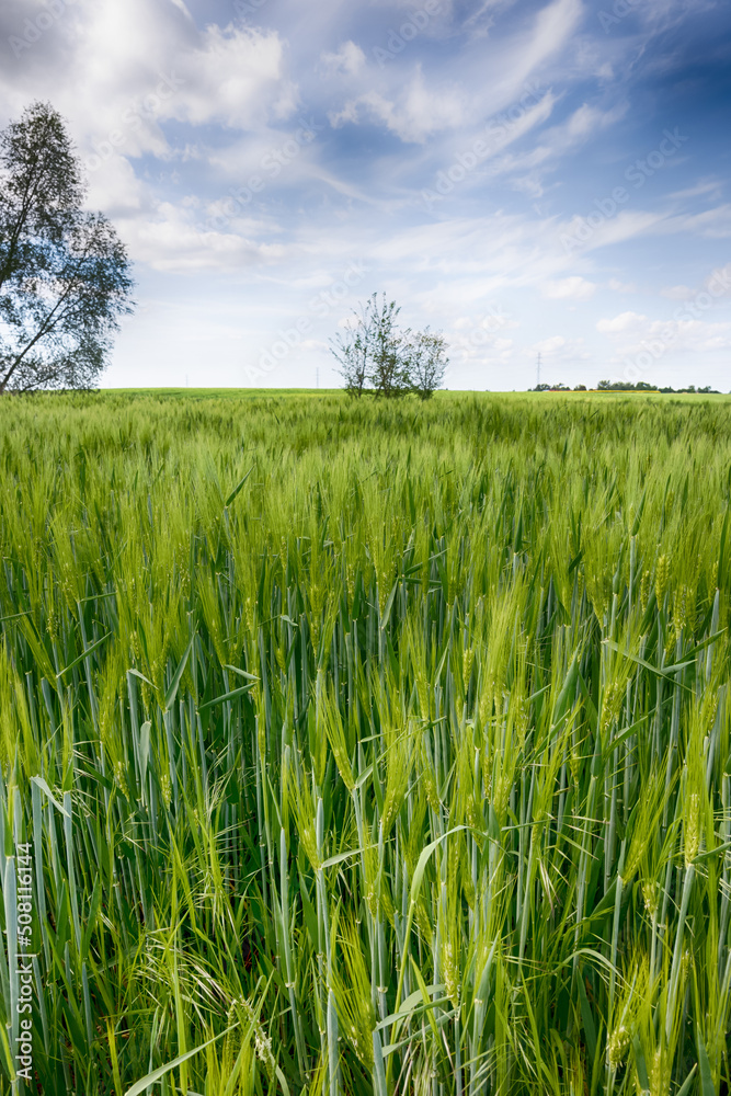 The perfect landscape of fields in a sunny day with perfect clouds in the sky The perfect landscape of fields in a sunny day with perfect clouds in the sky