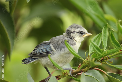 Kleine Blaumeise