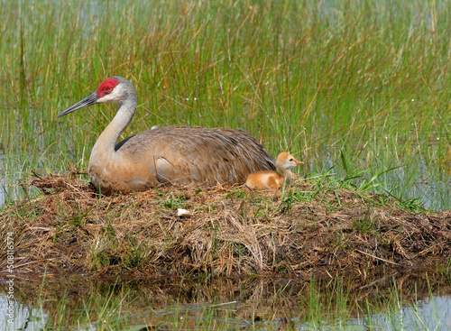 Sandhill crane mother sitting on her nest with her newly hatched baby sitting also waiting for egg 2 to hatch